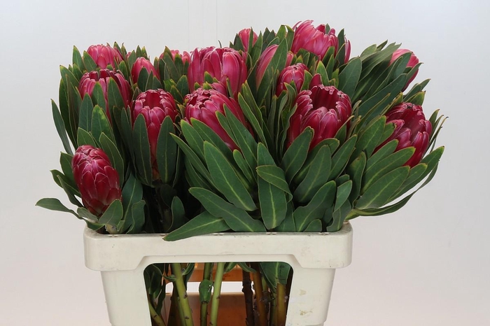 <h4>Protea Brenda</h4>