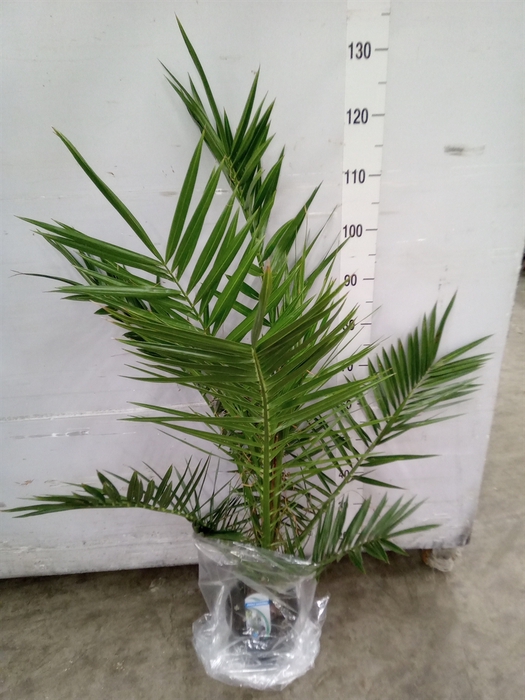 <h4>Phoenix canariensis</h4>