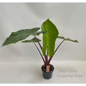 Alocasia Imperial Red 14cm