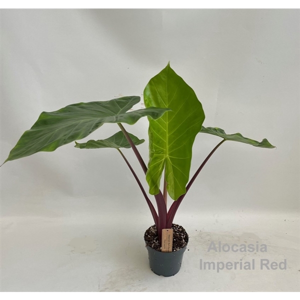 <h4>Alocasia Imperial Red 14cm</h4>