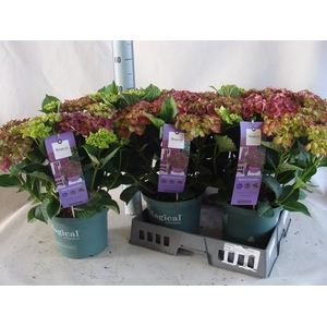 Hydrangea mac.   ...