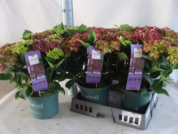 <h4>Hydrangea mac.   ...</h4>