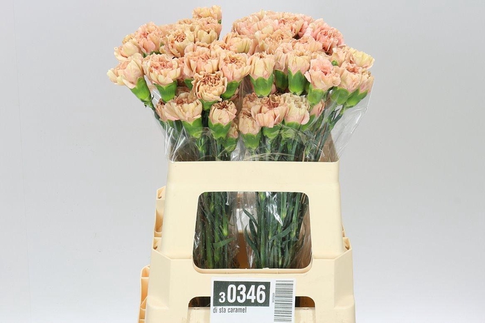 <h4>Di Sta Caramel</h4>