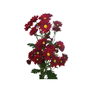 CRISANTEMO SANTINI PRETEND 080 CM