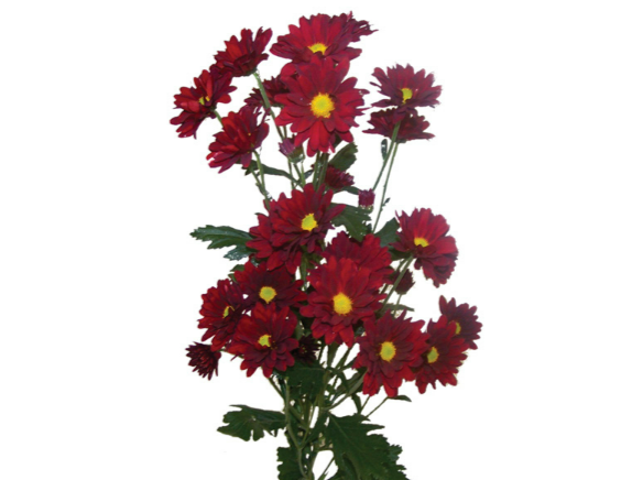<h4>CRISANTEMO SANTINI PRETEND 080 CM</h4>