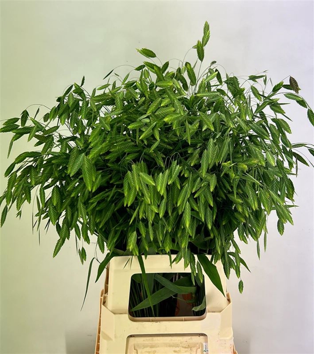 <h4>Chasm Latifolium</h4>