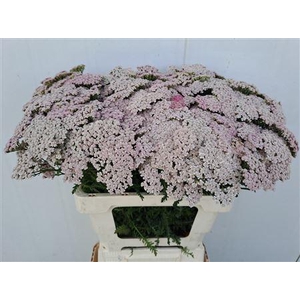 ACHIL PINK LADY