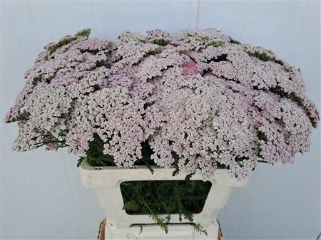 <h4>ACHIL PINK LADY</h4>