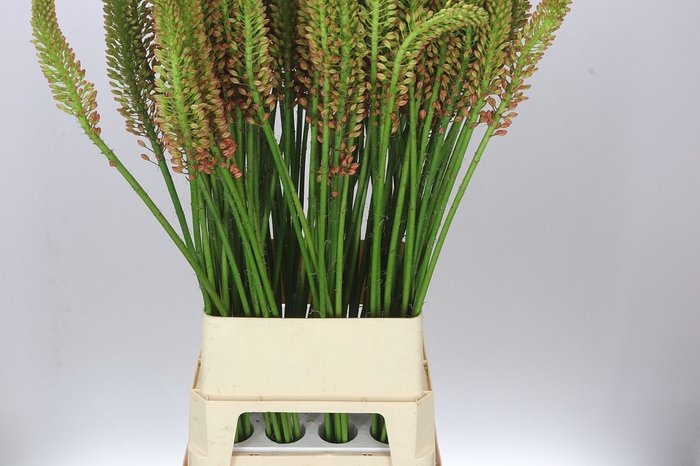<h4>Eremurus Cleopatra</h4>