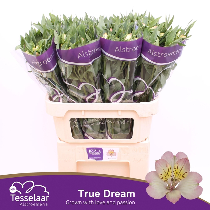 <h4>ALSTR TRUE DREAM</h4>