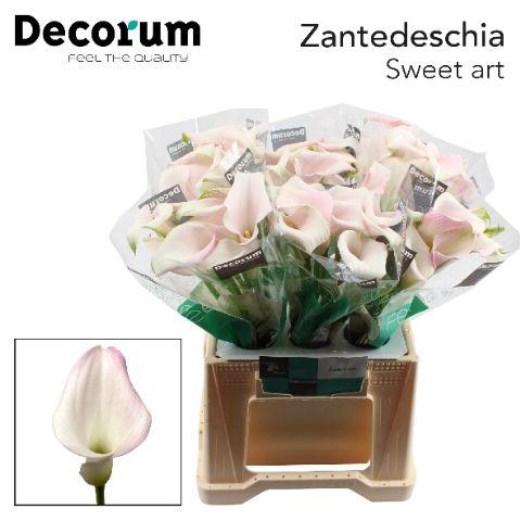 <h4>Zant Sweet Art</h4>