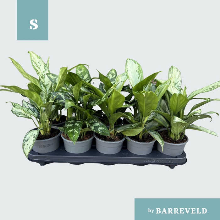 <h4>Aglaonema gemengd</h4>