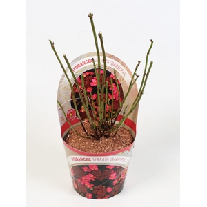 Hydrangea Serrata Daredevil 17 cm in potcover Beauty Line