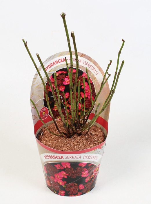 <h4>Hydrangea Serrata Daredevil 17 cm in potcover Beauty Line</h4>