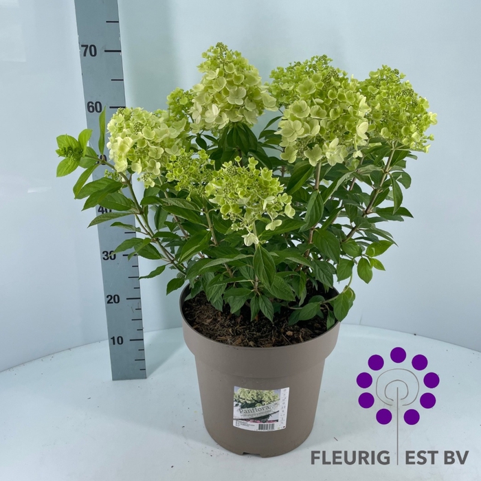 <h4>HYDR PA PANFLORA</h4>