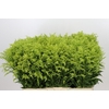 Solidago Tara Gold