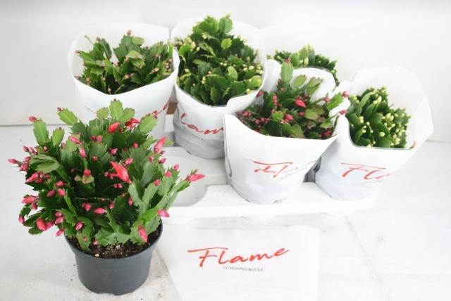 <h4>SCHLUMB FLAME GEM</h4>