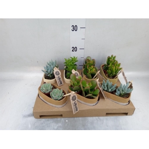 Succulents   ...