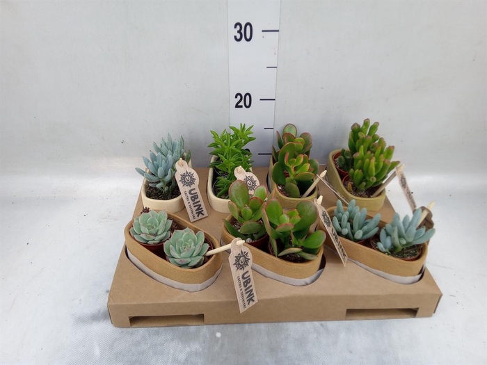 <h4>Succulents ...</h4>