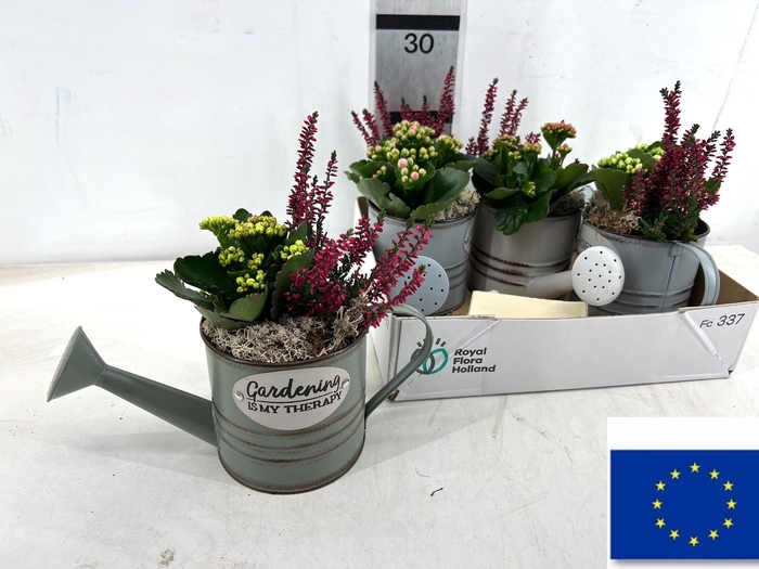 <h4>ARR TUINPLANTEN</h4>