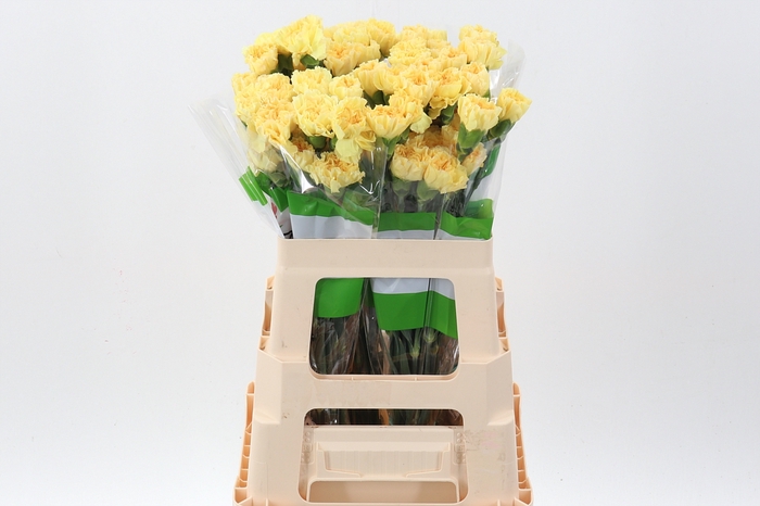 <h4>Di St Golden Gate 60cm</h4>