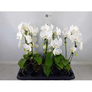 Phalaenopsis   ...white