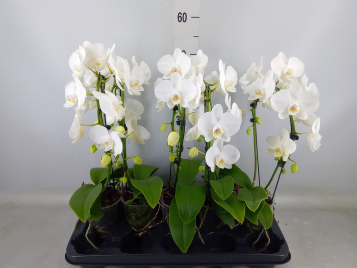 <h4>Phalaenopsis   ...white</h4>