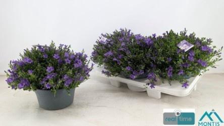 <h4>CAMP POR AMBE PURPLE</h4>