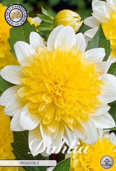 <h4>Dahlia Pasadoble x1</h4>