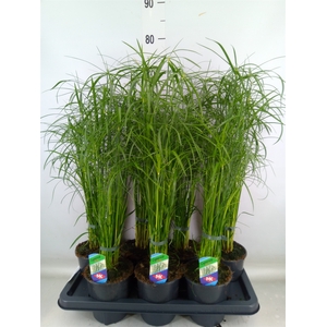 Cyperus alternifolius 'Gracilis'