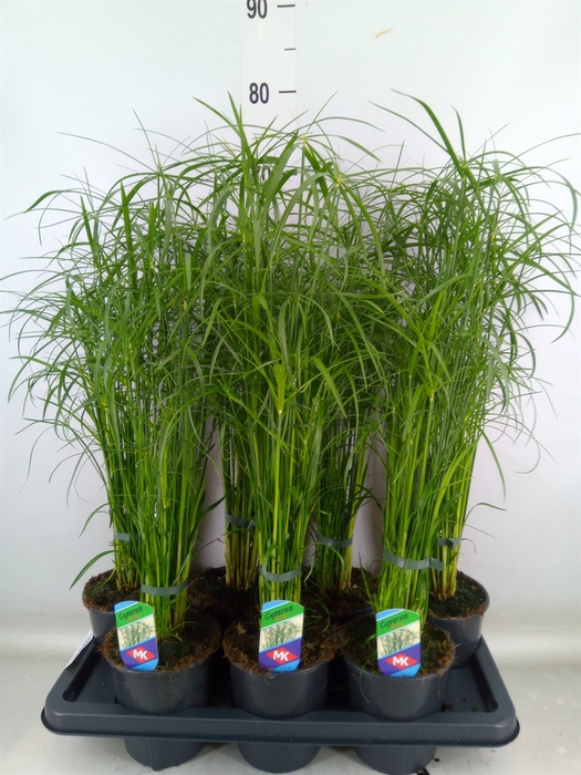 <h4>Cyperus alternifolius 'Gracilis'</h4>