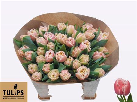 <h4>Tu Fr Queensland</h4>