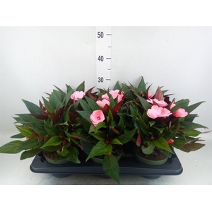 Impatiens NG 'Tamarinda Pink'