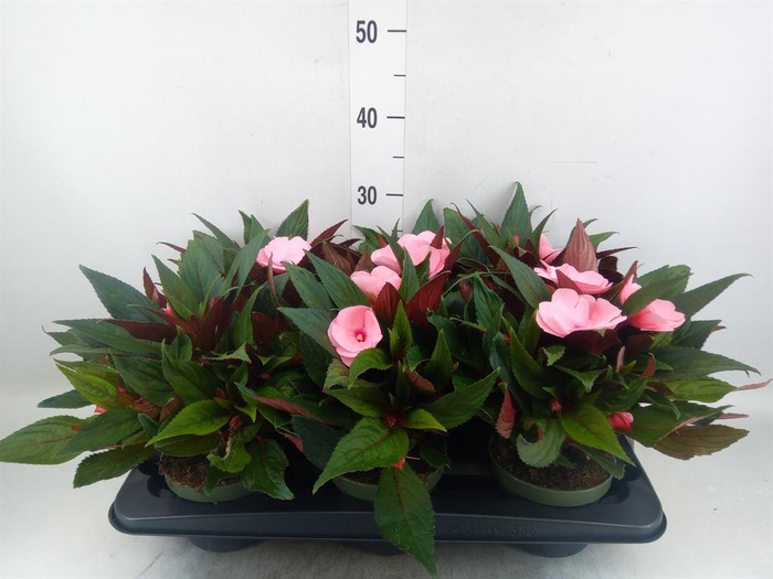 <h4>Impatiens NG 'Tamarinda Pink'</h4>