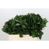 Ruscus Israel