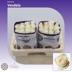 Rosa gr Vendela