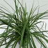 Carex 'Everlime'