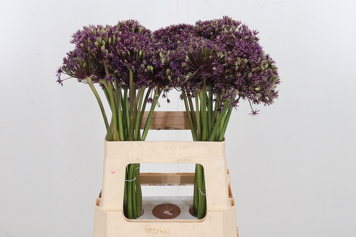 <h4>Allium Cherry</h4>