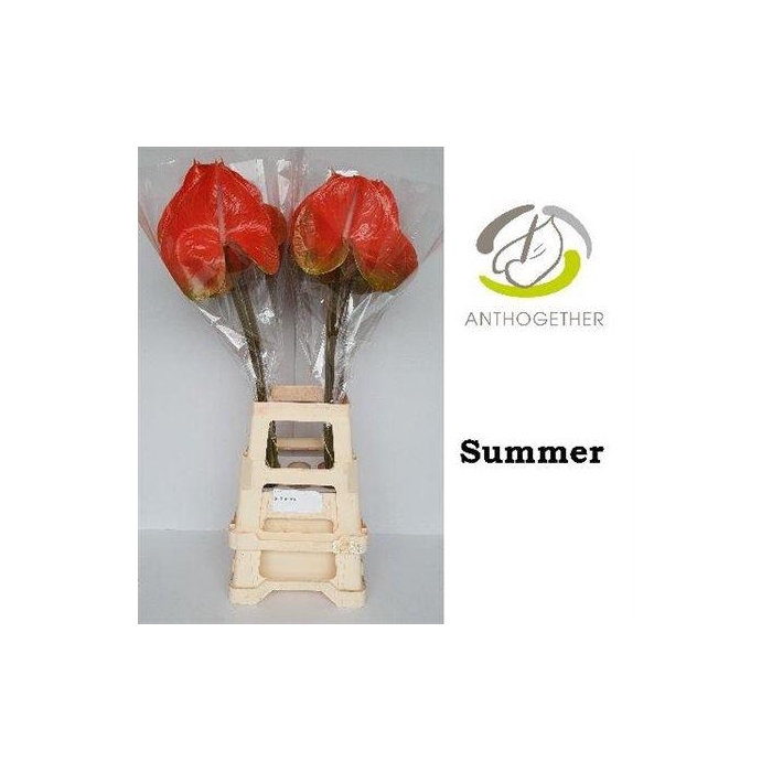 <h4>Anth A Summer</h4>