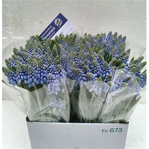 MUSCARI ARMENIACUM
