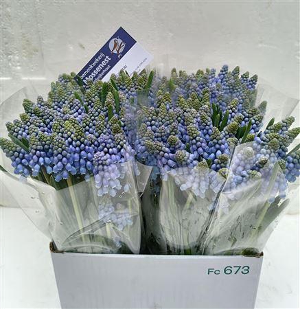 <h4>MUSCARI ARMENIACUM</h4>