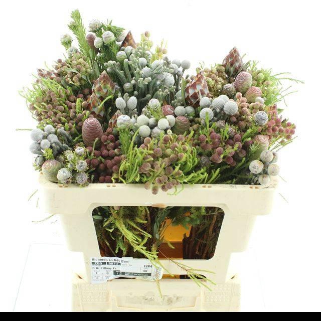 <h4>ALLERHEILIGENBOEK BS</h4>