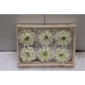 Wax Bol Chrysant Wit