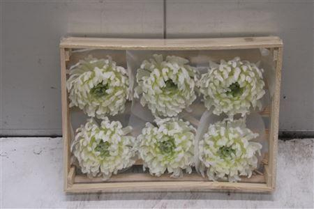 <h4>Wax Bol Chrysant Wit</h4>