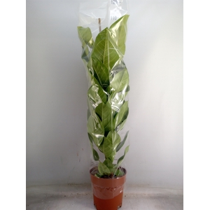 Ficus altissima