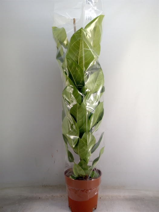 <h4>Ficus altissima</h4>