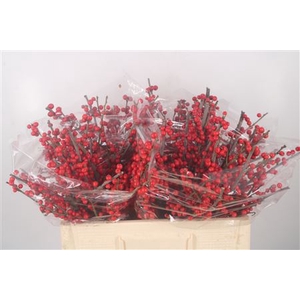 Ilex Verticilata Red Second Class X40