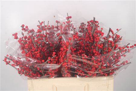 <h4>Ilex Verticilata Red Second Class X40</h4>