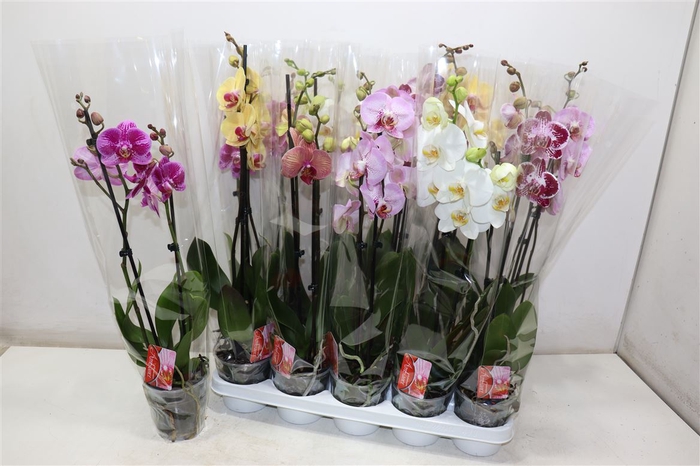 <h4>Phal Gem 7 Kl</h4>