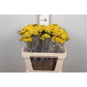 Achil F Parker Variety